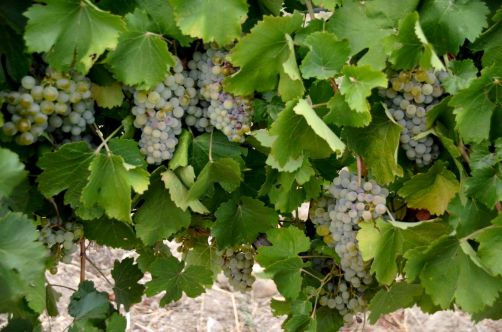 route-vins-rueda-espagne-108