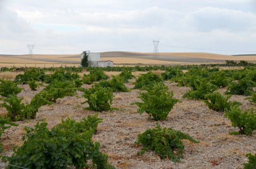 route-vins-rueda-espagne-109