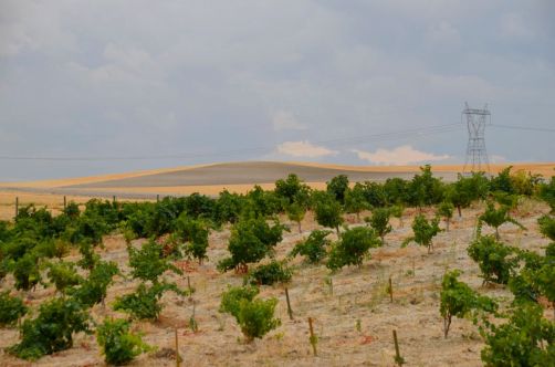 route-vins-rueda-espagne-114