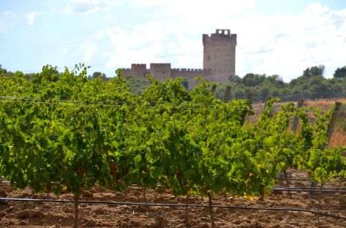 route-vins-rueda-espagne-162
