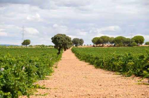 route-vins-rueda-espagne-283