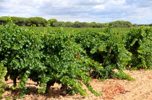 route-vins-rueda-espagne-285