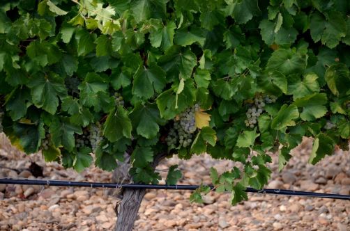 route-vins-rueda-espagne-306