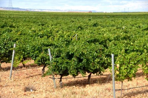 route-vins-rueda-espagne-308