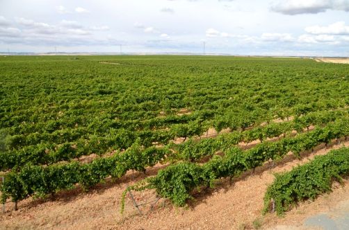 route-vins-rueda-espagne-324