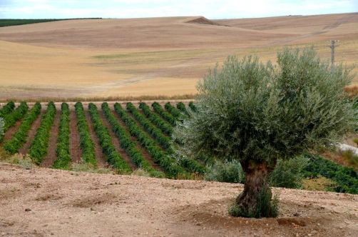 route-vins-rueda-espagne-367