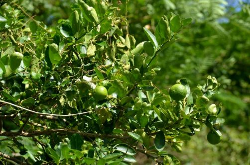 el-salton-sierra-maestra-cuba-107