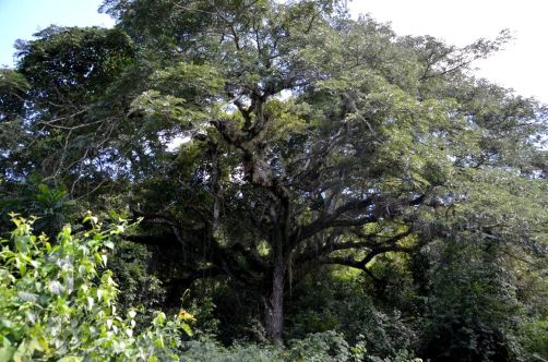 el-salton-sierra-maestra-cuba-110