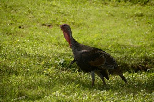 el-salton-sierra-maestra-cuba-118