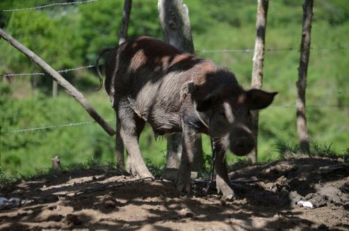 el-salton-sierra-maestra-cuba-144